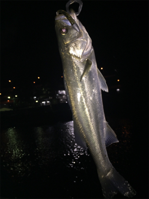 ちゃんとしたシーバス＼(^o^)／