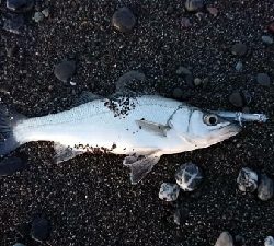 赤岡漁港横の安芸サーフにて