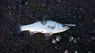 赤岡漁港横の安芸サーフにて