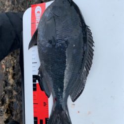 五島 沖磯 フカセ釣り