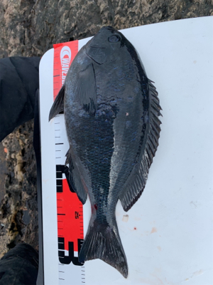 五島 沖磯 フカセ釣り