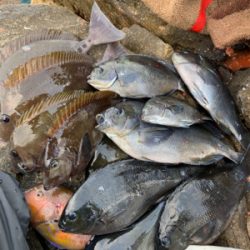 五島 沖磯 フカセ釣り