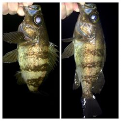 メバリング1825〜1915