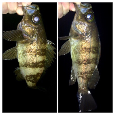 メバリング1825〜1915