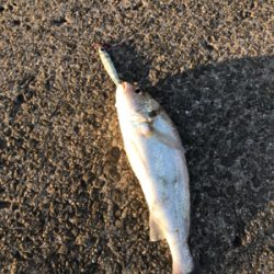 初シロクチ！連敗ストップ！