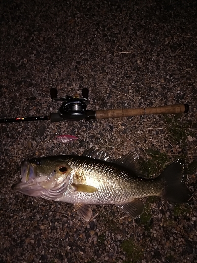 今年の初バスは52センチでスタート