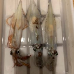 ヤリイカ釣果！