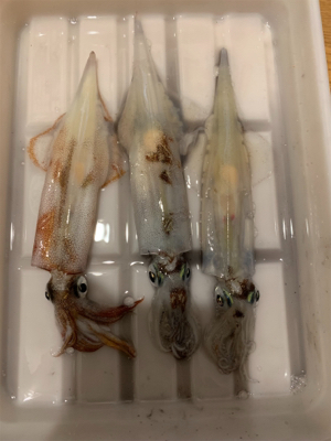 ヤリイカ釣果！