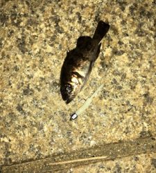 港奥メバリング