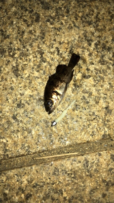 港奥メバリング