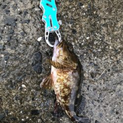 メバリングin御所浦