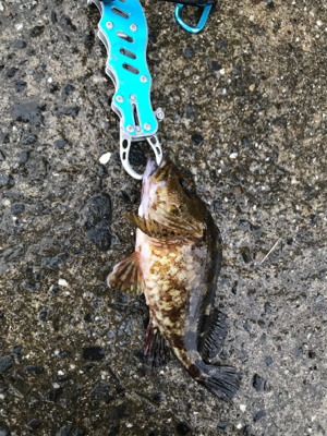 メバリングin御所浦