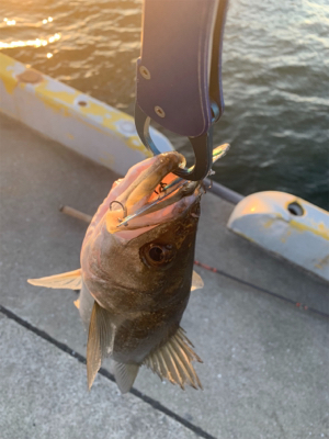 献上！抜き上げシーバス♫