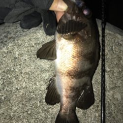 まぁまぁなサイズ