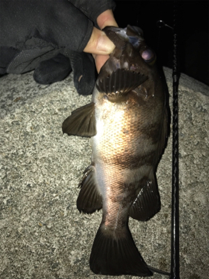 まぁまぁなサイズ