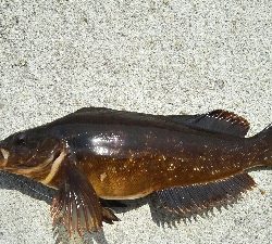 2019年3月9日釣行in船越漁港&姪浜漁港