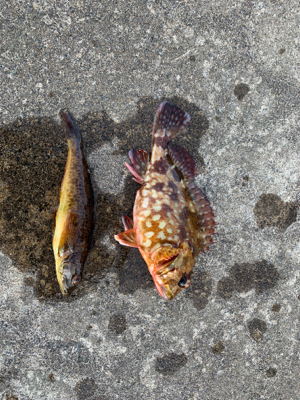 カレイを狙ったが釣れず、カサゴ狙い