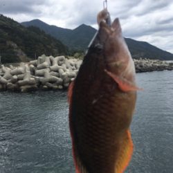 根魚