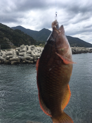 根魚