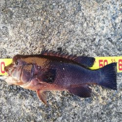 コブダイチャレンジ