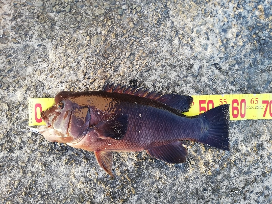 コブダイチャレンジ