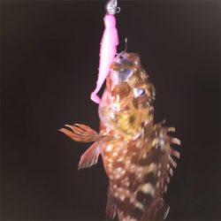 メバリングのはずが