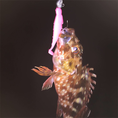 メバリングのはずが