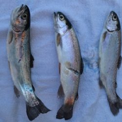 フィッシャーリゾートしょうばら