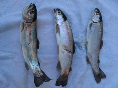 フィッシャーリゾートしょうばら