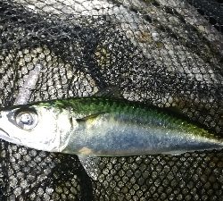 ナイトメバリング