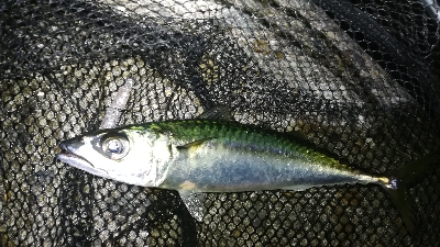 ナイトメバリング