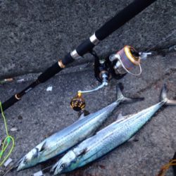 鳥山、ナブラ発生で‼︎