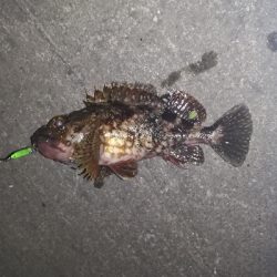 アジングのはずが