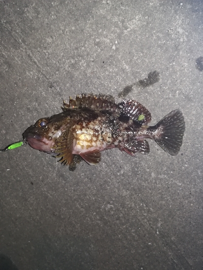 アジングのはずが