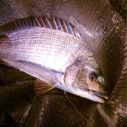 バースデーフィッシュ!(再