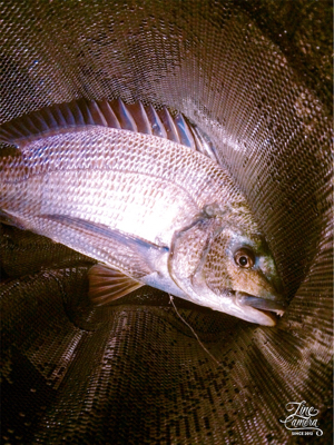 バースデーフィッシュ!(再