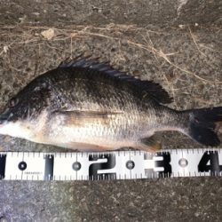 久々のチニング