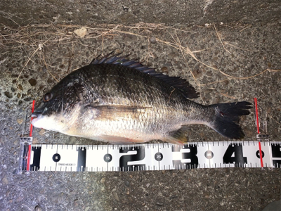 久々のチニング