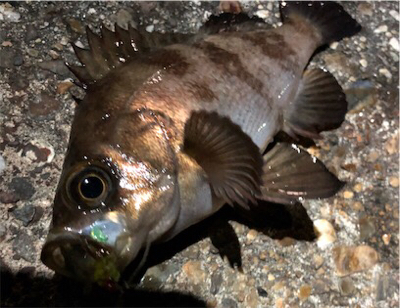 サーフフロートメバリング