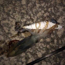 ヤリイカ釣れない…