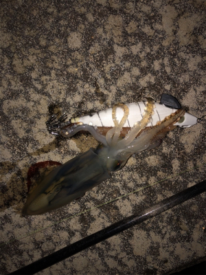 ヤリイカ釣れない…