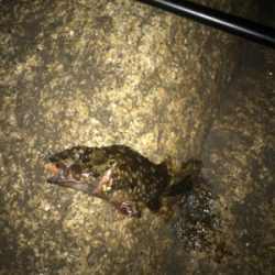 ミニガシラに遊んでもらいました(^^)