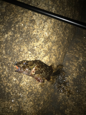 ミニガシラに遊んでもらいました(^^)