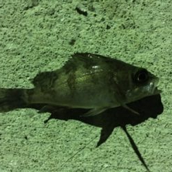 マイクロメバリング