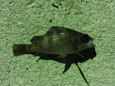 マイクロメバリング