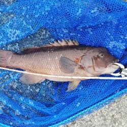 朝活コブチャレ