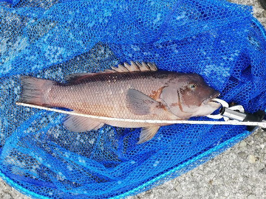 朝活コブチャレ