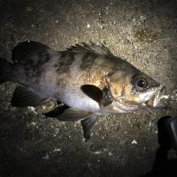 ガッシー君高活性