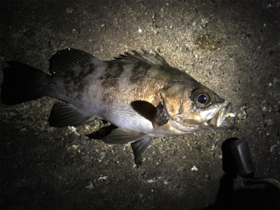 ガッシー君高活性