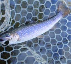 エリアトラウト